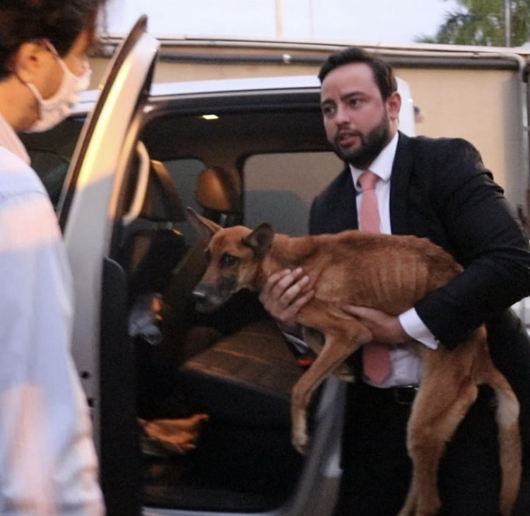 Após denúncias, Ulysses Moraes faz resgate de animal em VG